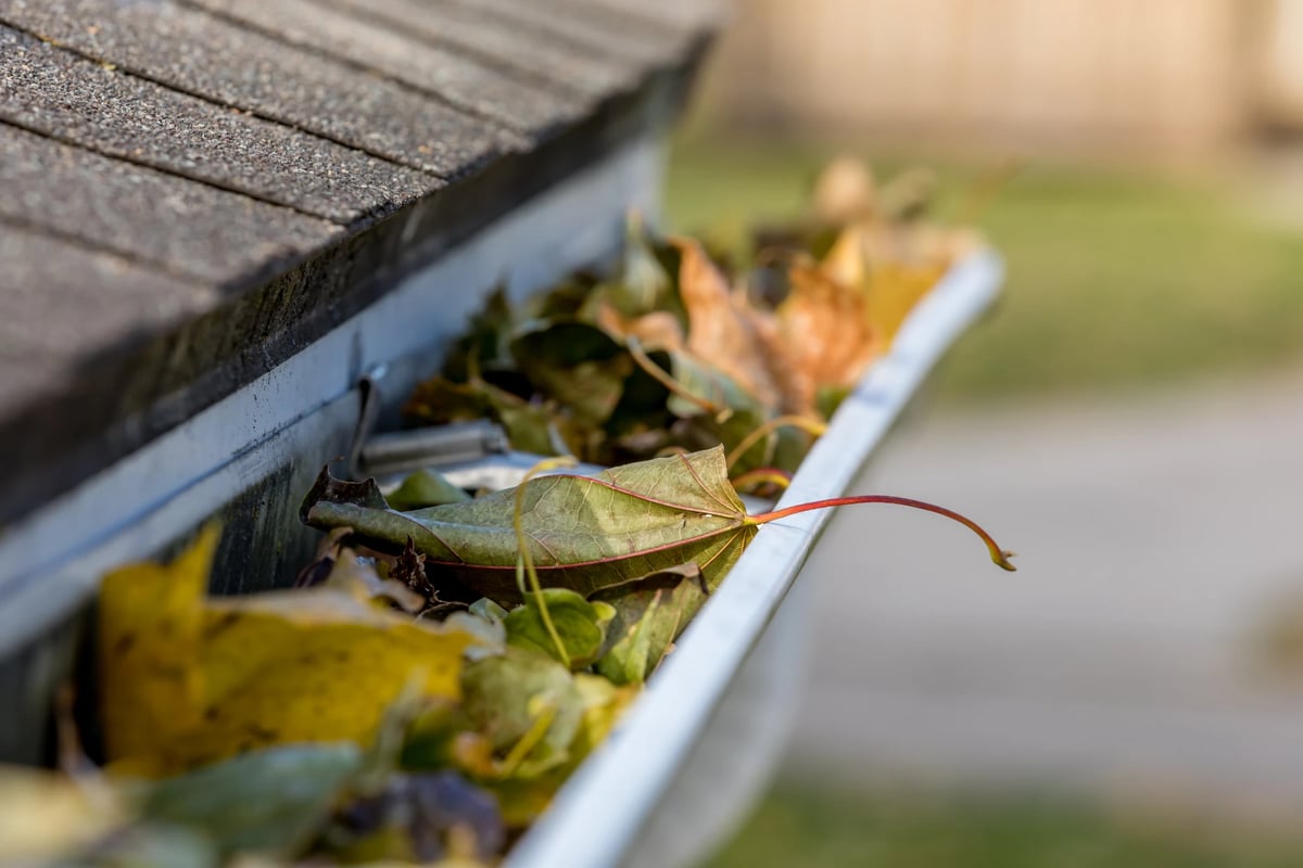 A roof gutter clogged with fallen leaves and debris
