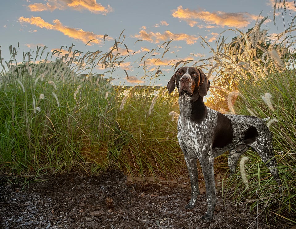 Adobe Stock image of a german shorthair dog looking off into the distance.