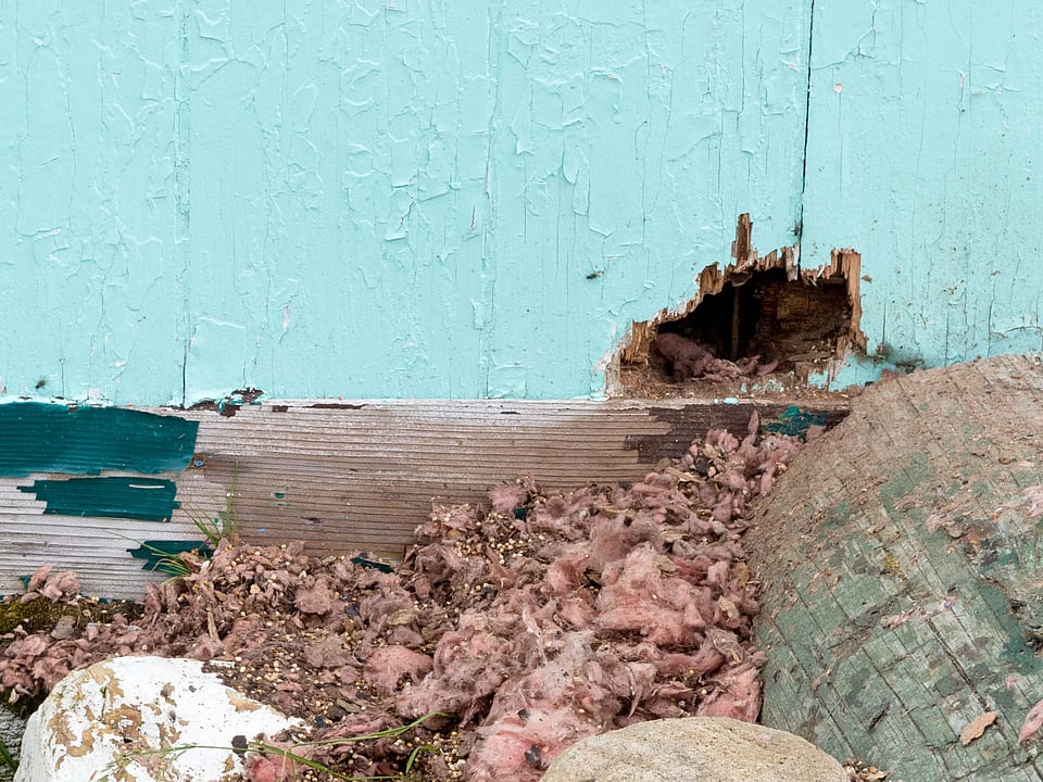 Adobe Stock image of a hole in a wall that a roden chewed through.