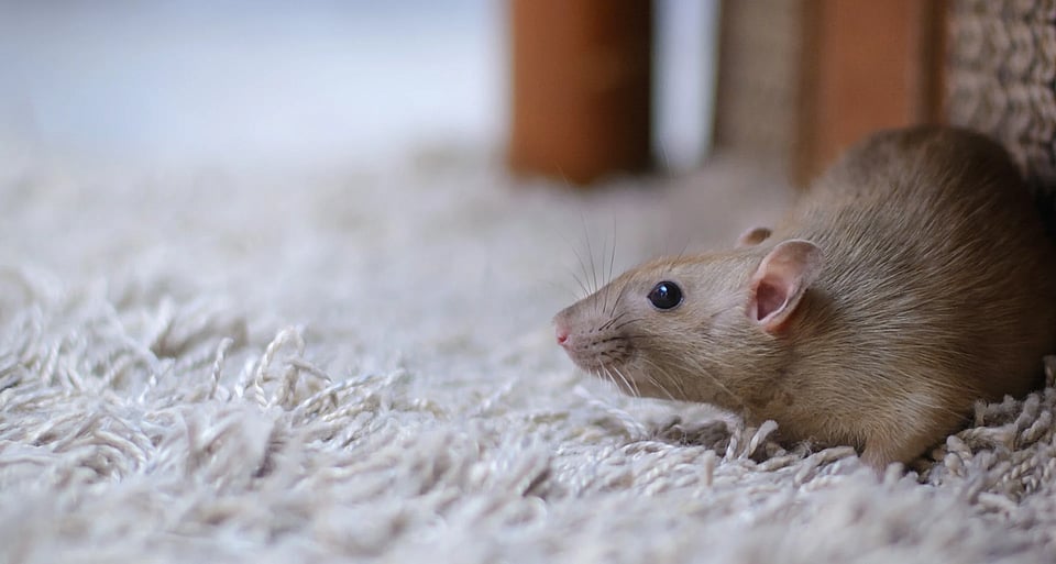 Adobe Stock image of a mouse laying on carpet in a home.