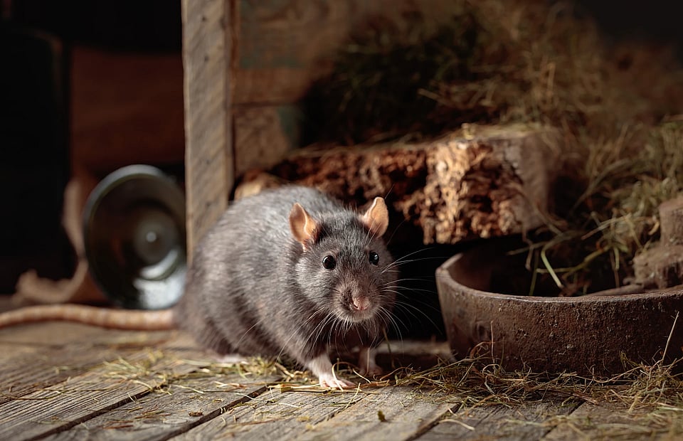 Adobe Stock image of a rat in an attic.
