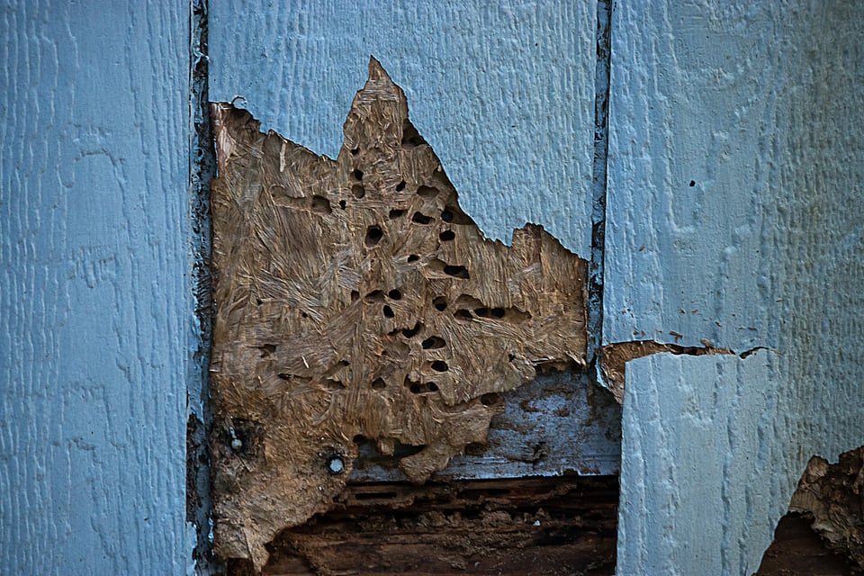 Adobe Stock image of termite damage to a wall.