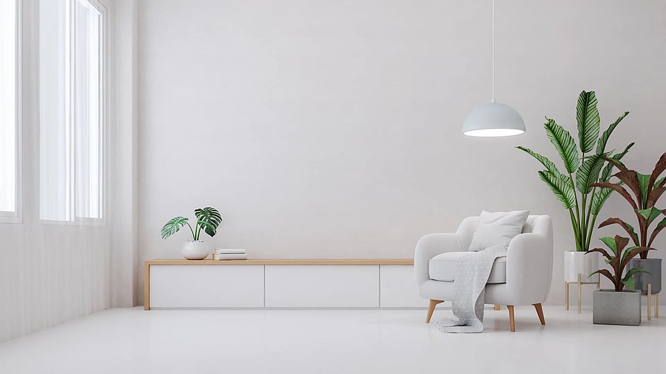 Adobe Stock plants and chairs against a white setting.