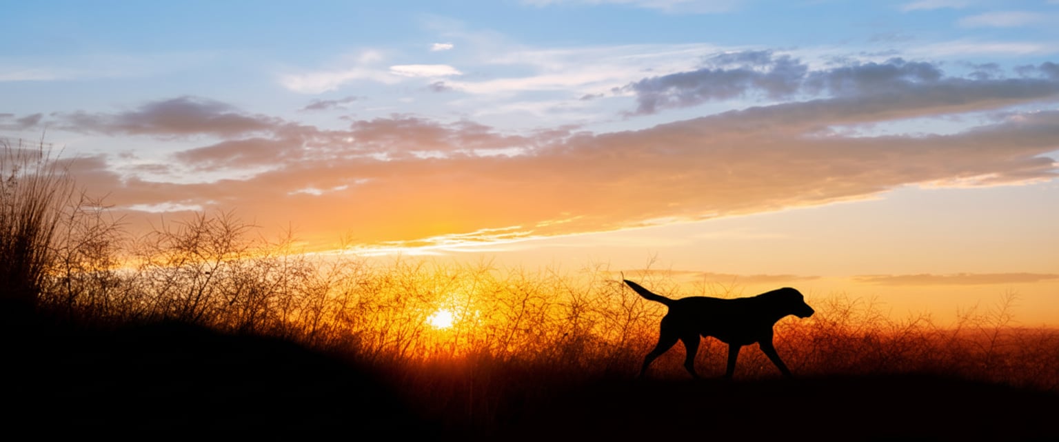 Bird Dog Specialty Contracting team
