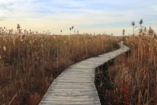 Boardwalk through marsh grass at sunset