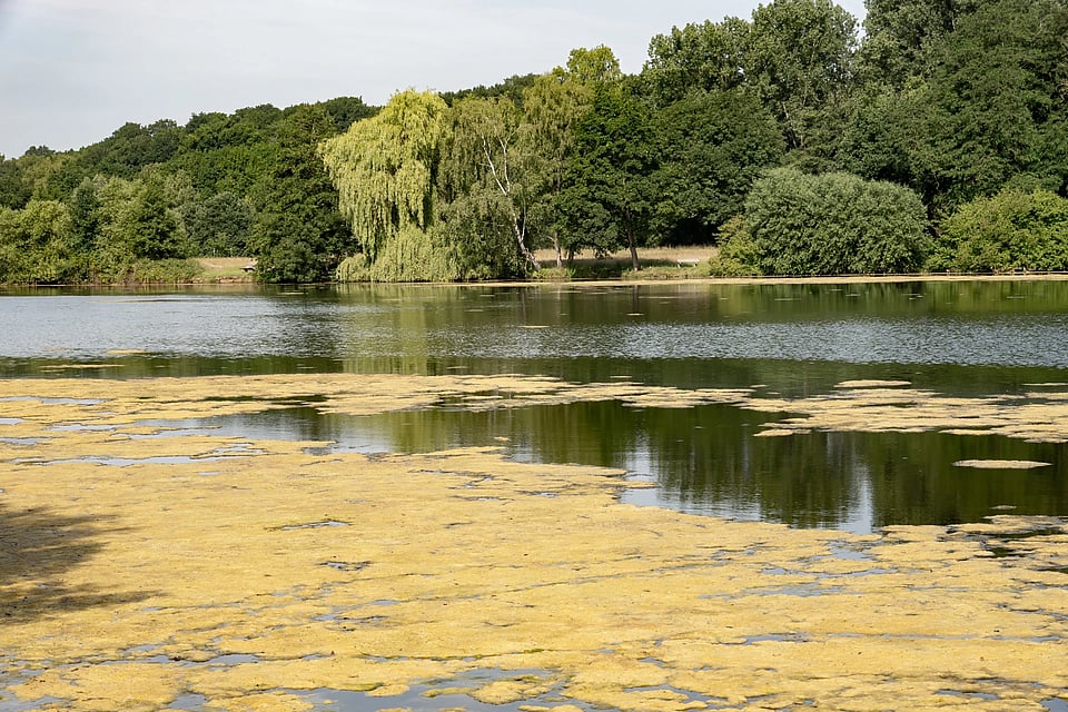 A lake with trees surrounding and algae floating on the surface of the water.