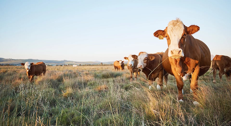 Cows standing in a grassy field.
