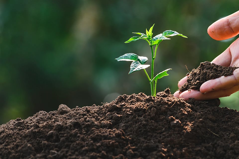 Someone holding soil next to a sprouting plant.