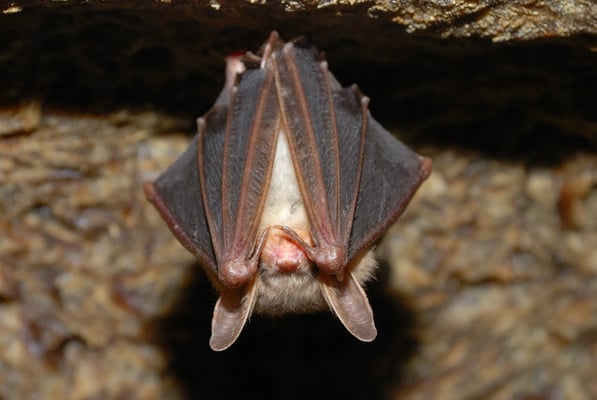 Bat hanging upside down in a cave