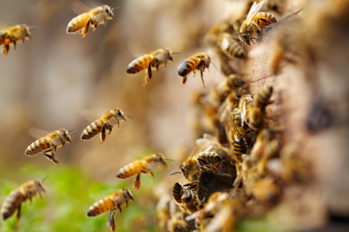 Adobe Stock image of a bees swarming.
