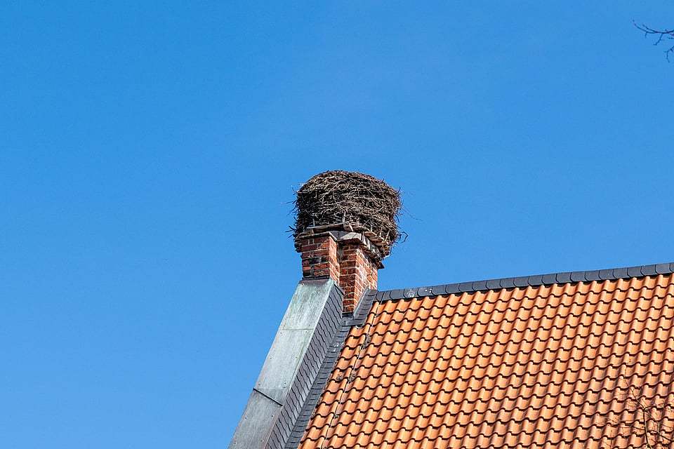 Adobe Stock image of a masonry chimney with nesting materials piled on top.