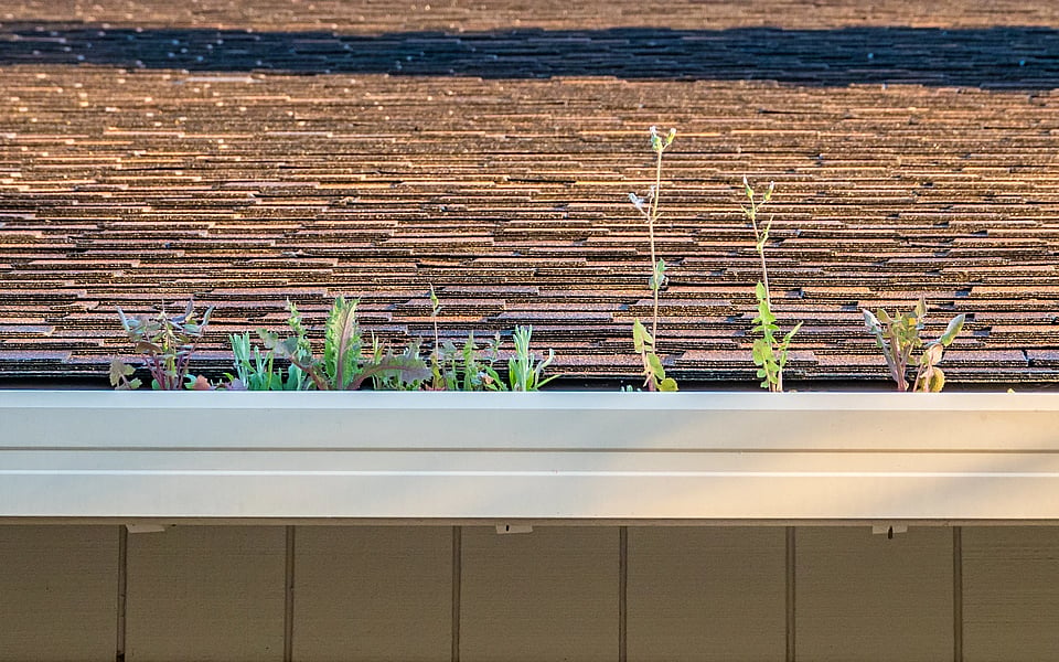 Adobe Stock image of plants growing in a gutter system.