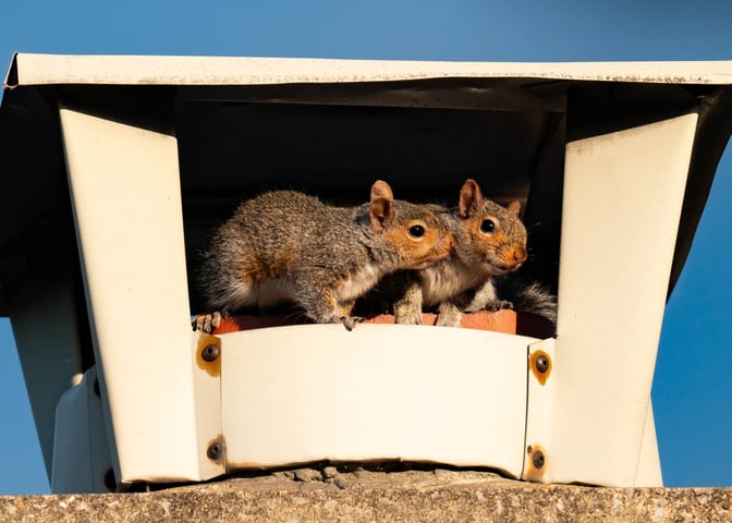 Adobe Stock image of two squirrels hanging out at the top of a chimney.
